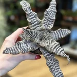 Cryptanthus Zonatus Earth Star