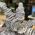 cryptanthus earth star