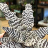 cryptanthus earth star