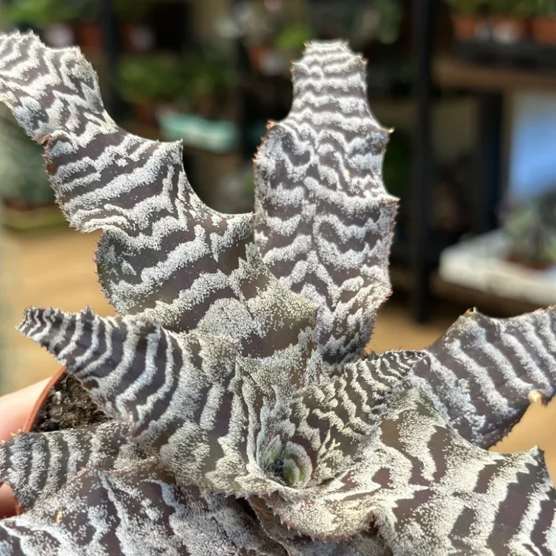 cryptanthus earth star cryptanthus earth star