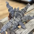cryptanthus earth star