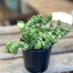 Dischidia Nummularia Ideaminubu Pangolin Kisses 9cm pot
