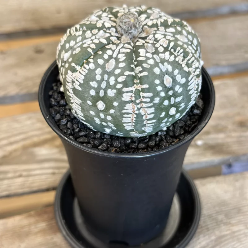astrophytum asterias sea urchin cactus 7cm astrophytum asterias sea urchin cactus 7cm