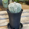 astrophytum asterias sea urchin cactus 7cm
