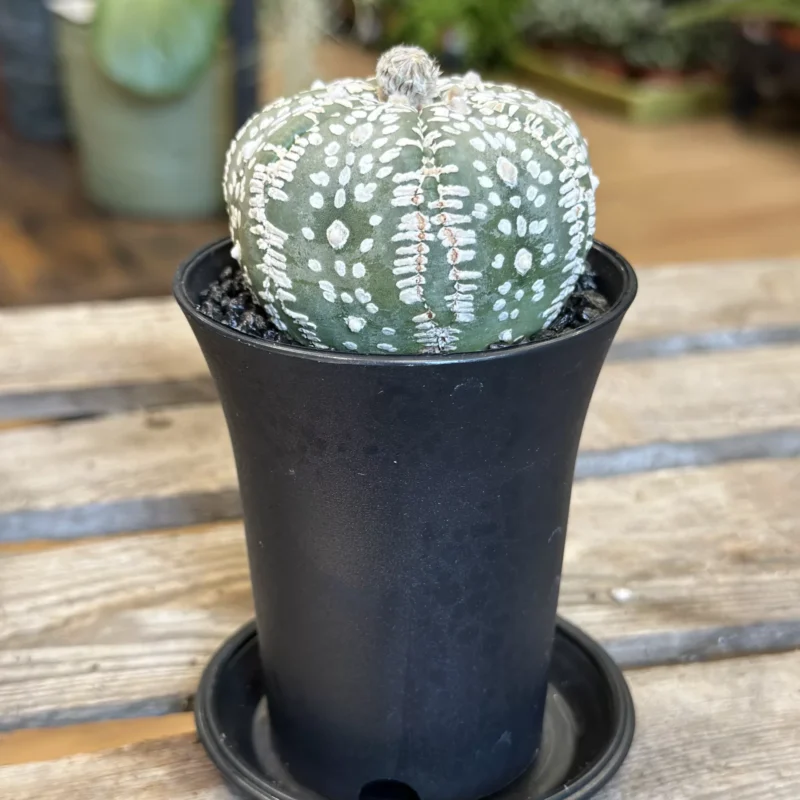 astrophytum asterias sea urchin cactus 7cm astrophytum asterias sea urchin cactus 7cm