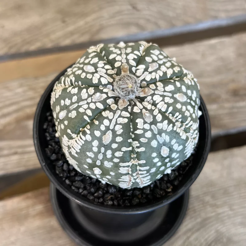 astrophytum asterias sea urchin cactus 7cm astrophytum asterias sea urchin cactus 7cm