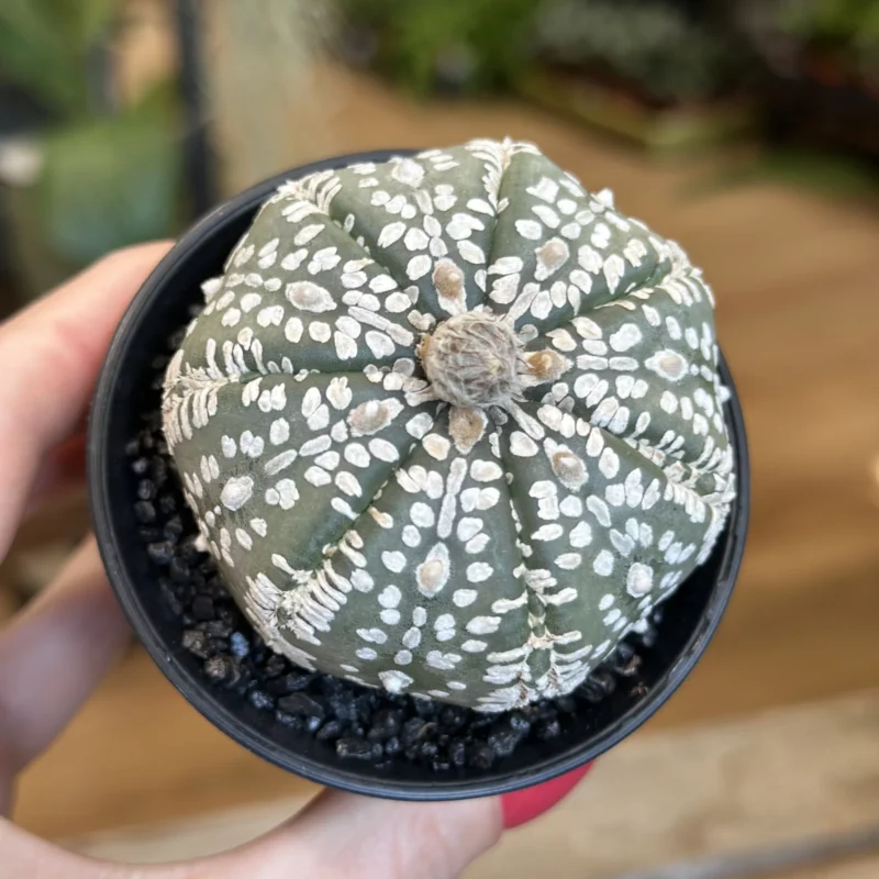 astrophytum asterias sea urchin cactus 7cm astrophytum asterias sea urchin cactus 7cm