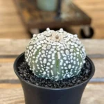 Astrophytum Asterias Sea Urchin Cactus 7cm