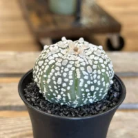 astrophytum asterias sea urchin cactus 7cm