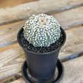 astrophytum asterias sea urchin cactus 7cm