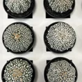 astrophytum asterias sea urchin cactus 7cm