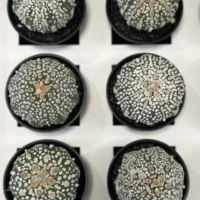 astrophytum asterias sea urchin cactus 7cm