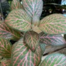 close up of leaves of a Fittonia Nerve Plant Red Mini Josan in a 8cm pot
