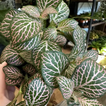 Fittonia Nerve Plant PINK 8cm pot Houseplants 8cm pot