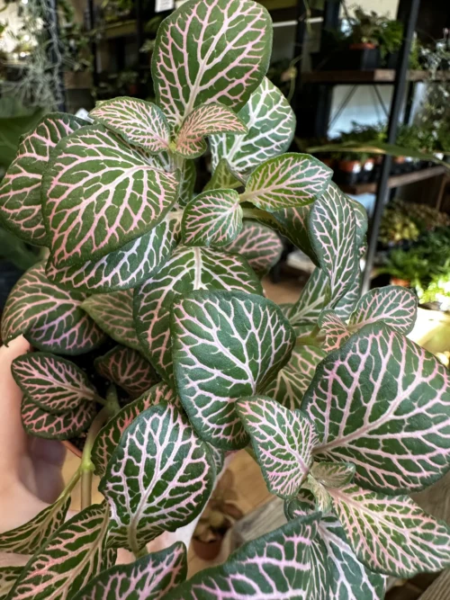 close up of a Fittonia Nerve Plant Pink Angel in a 8cm pot