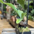 kangaroo fern microsorum diversifolium lava rock bonsai (copy)