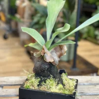 kangaroo fern microsorum diversifolium lava rock bonsai (copy)