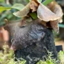 kangaroo fern microsorum diversifolium lava rock bonsai (copy)