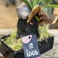 kangaroo fern microsorum diversifolium lava rock bonsai (copy)