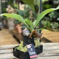 kangaroo fern microsorum diversifolium lava rock bonsai (copy)