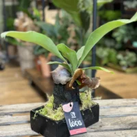 kangaroo fern microsorum diversifolium lava rock bonsai (copy)