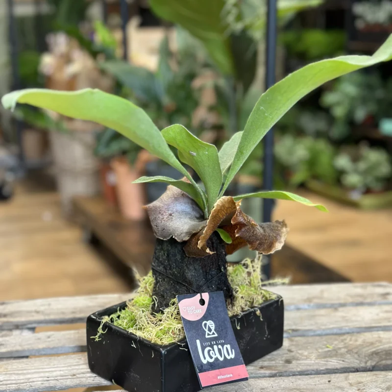 kangaroo fern microsorum diversifolium lava rock bonsai (copy) kangaroo fern microsorum diversifolium lava rock bonsai (copy)