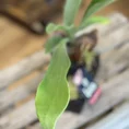 kangaroo fern microsorum diversifolium lava rock bonsai (copy)