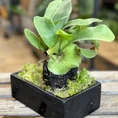 kangaroo fern microsorum diversifolium lava rock bonsai (copy)