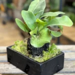 Staghorn Fern Platycerium Bifurcatum Epiphyte Lava Rock Bonsai