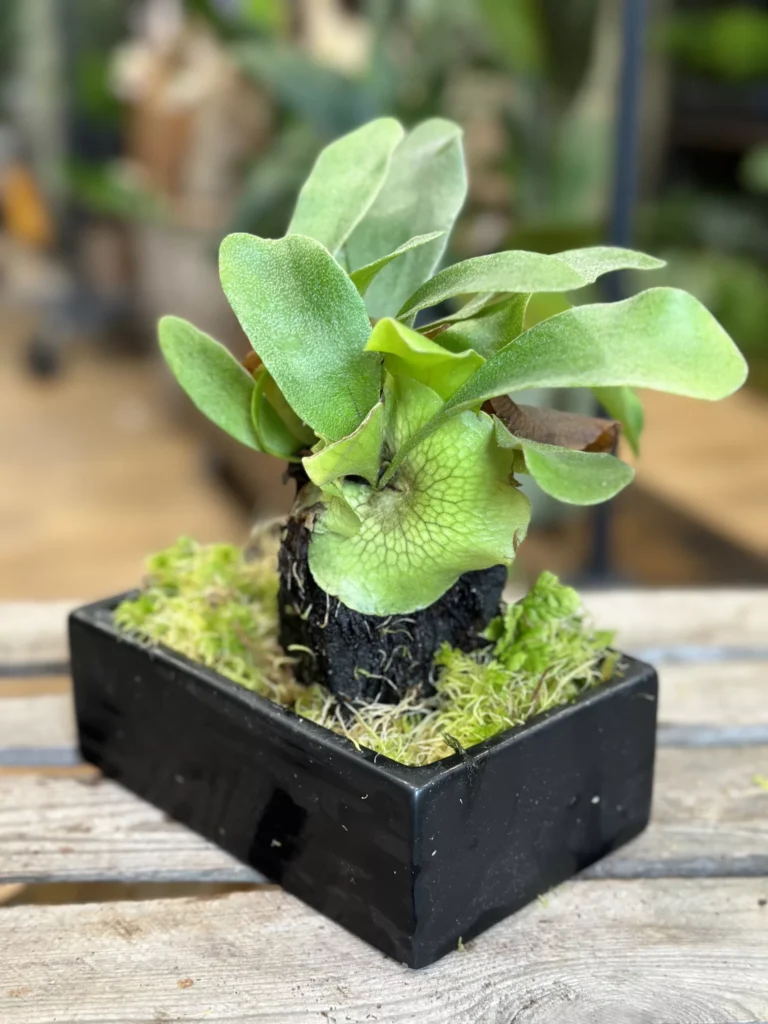 Staghorn Fern Platycerium Bifurcatum Epiphyte Lava Rock Bonsai
