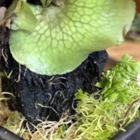 kangaroo fern microsorum diversifolium lava rock bonsai (copy)