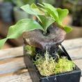 kangaroo fern microsorum diversifolium lava rock bonsai (copy)