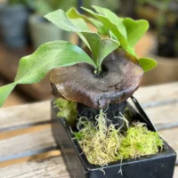 kangaroo fern microsorum diversifolium lava rock bonsai (copy)