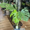 monstera deliciosa large form 19cm pot