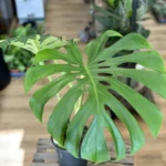 Monstera Deliciosa Cheese Plant Large Form 19cm pot