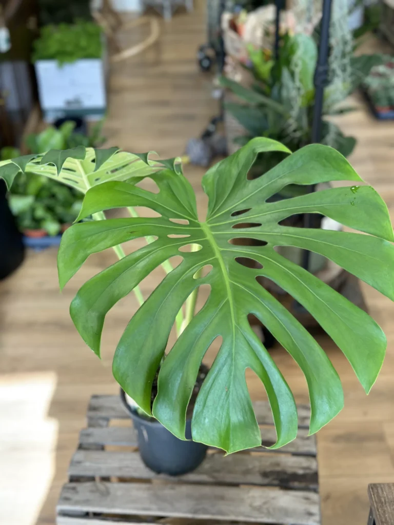 Monstera Deliciosa Cheese Plant Large Form 19cm pot
