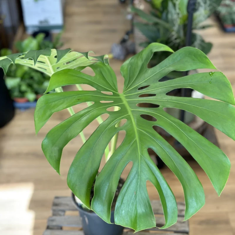 monstera deliciosa large form 19cm pot