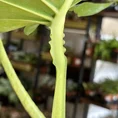 monstera deliciosa large form 19cm pot
