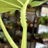 monstera deliciosa large form 19cm pot