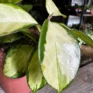 hoya australis lisa wood trellis 12cm pot (copy)