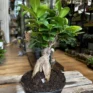 bonsai tree ficus ginseng 16cm pot