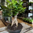 bonsai tree ficus ginseng 16cm pot