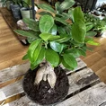 bonsai tree ficus ginseng 16cm pot