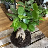 bonsai tree ficus ginseng 16cm pot