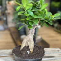 bonsai tree ficus ginseng 16cm pot
