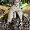 bonsai tree ficus ginseng 16cm pot