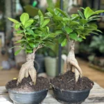Bonsai Tree Ficus Ginseng 16cm pot