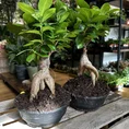 bonsai tree ficus ginseng 16cm pot