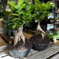 bonsai tree ficus ginseng 16cm pot