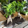 bonsai tree ficus ginseng 16cm pot